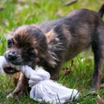 chihuahua, bite, pet, animal, rope, small dog, dog, baby dog, infant, toy, dog toy, game, puppy, young, cute, chiwawa, small, young dog