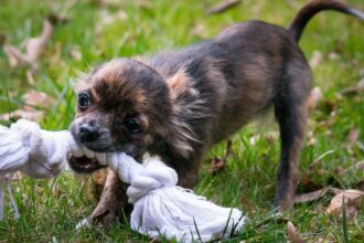 chihuahua, bite, pet, animal, rope, small dog, dog, baby dog, infant, toy, dog toy, game, puppy, young, cute, chiwawa, small, young dog