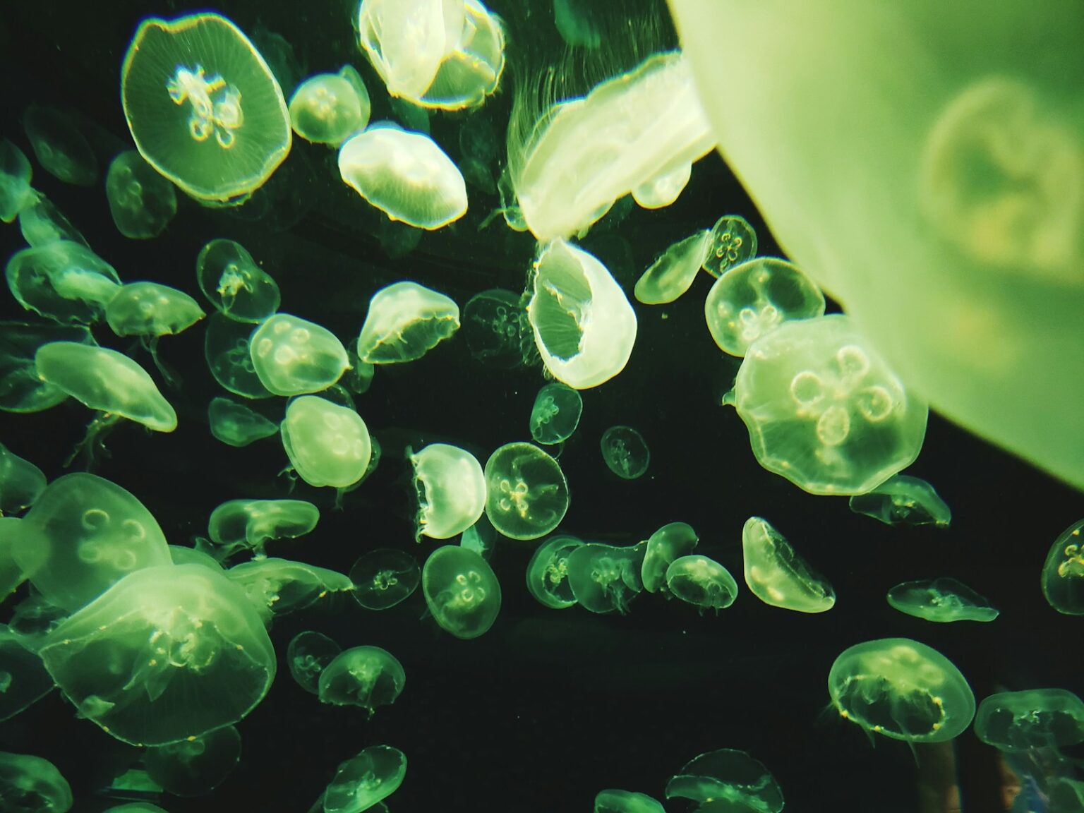 a close-up of water drops