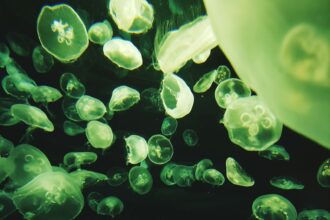 a close-up of water drops
