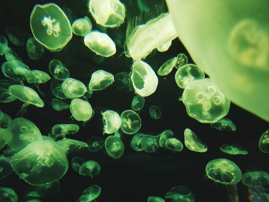 a close-up of water drops
