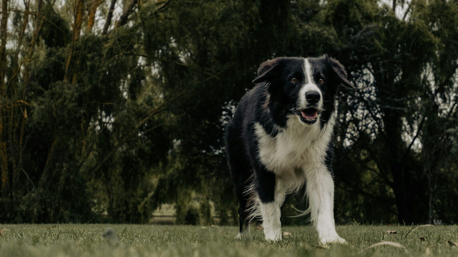 a black and white dog standing on top of a lush green field