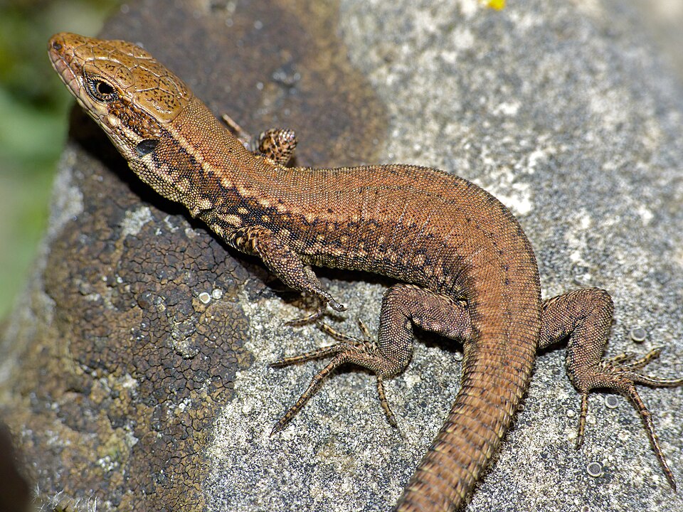 A common wall lizard (Podarcis muralis) on a rocky surface, representing the species studied for increased social behavior in urban environments.
