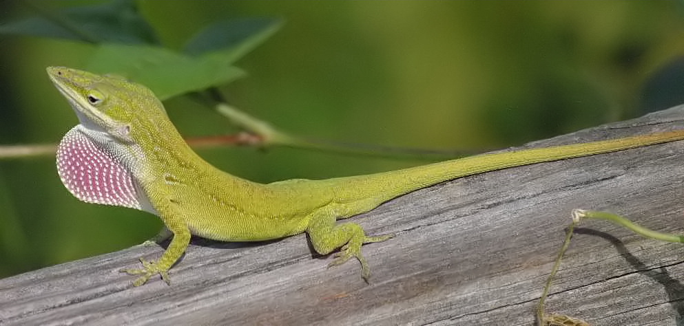 A green anole lizard perched on a plant stem, illustrating a species similar to the common wall lizard, which adapts to urban environments with reduced aggression.