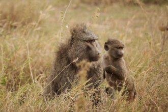 two brown monkeys