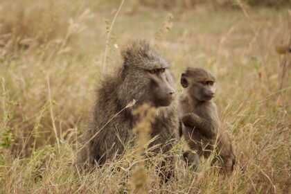 two brown monkeys