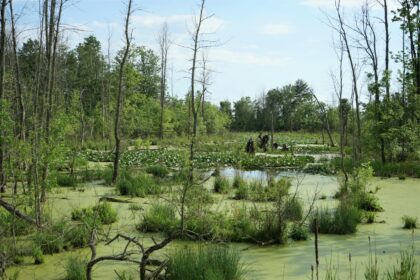 a swamp filled with lots of water surrounded by trees