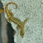 a small lizard sitting on top of a rock