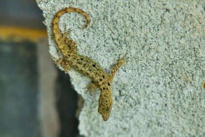 a small lizard sitting on top of a rock