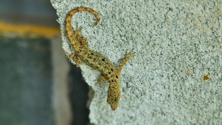 a small lizard sitting on top of a rock