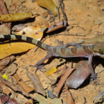 Cyrtodactylus sakaeratensis, newly described bent-toed gecko from Thailand