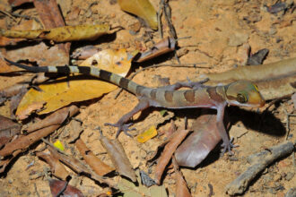 Cyrtodactylus sakaeratensis, newly described bent-toed gecko from Thailand