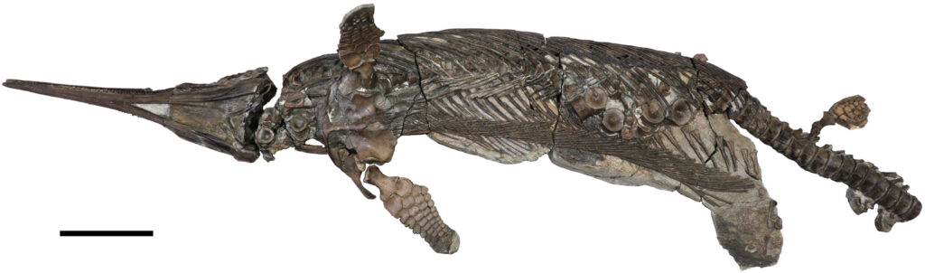 Fossil holotype of Xiphodracon goldencapensis, a sword-snouted marine reptile from the Early Jurassic of Dorset, UK.