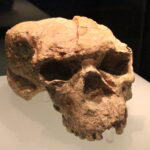 Side view of the Yunxian Cranium II, a million-year-old fossil skull from China, displayed in a museum