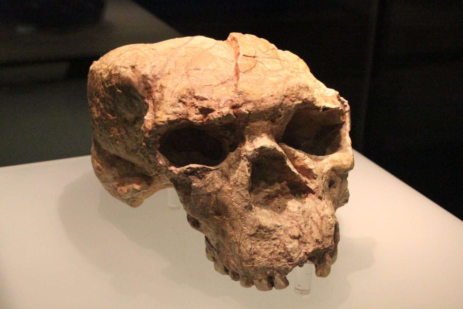 Side view of the Yunxian Cranium II, a million-year-old fossil skull from China, displayed in a museum