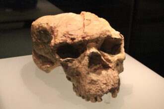 Side view of the Yunxian Cranium II, a million-year-old fossil skull from China, displayed in a museum