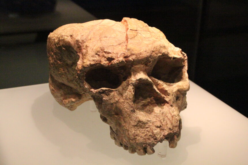 Side view of the Yunxian Cranium II, a million-year-old fossil skull from China, displayed in a museum