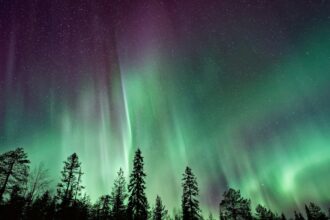 silhouette of trees near Aurora Borealis at night