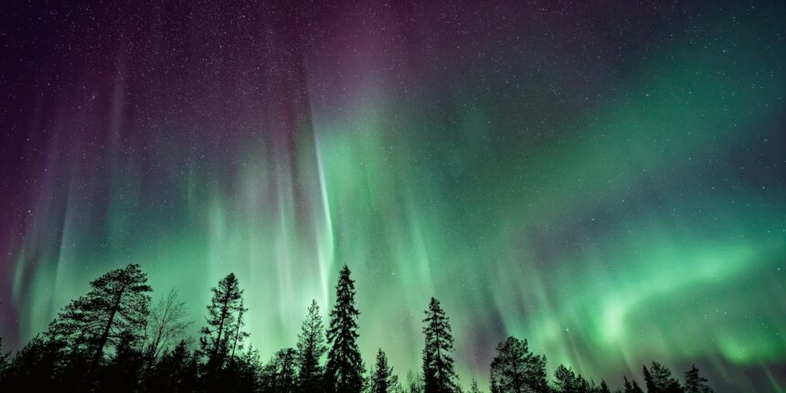 silhouette of trees near Aurora Borealis at night