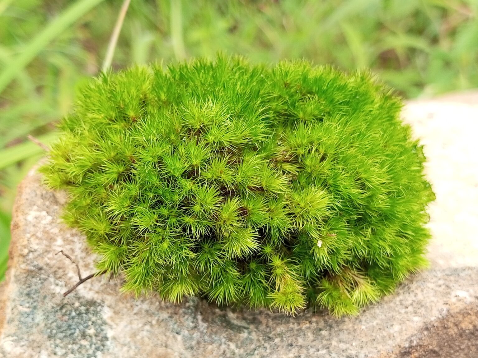 Moss