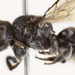 Megachile (Hackeriapis) lucifer