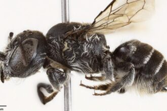 Megachile (Hackeriapis) lucifer