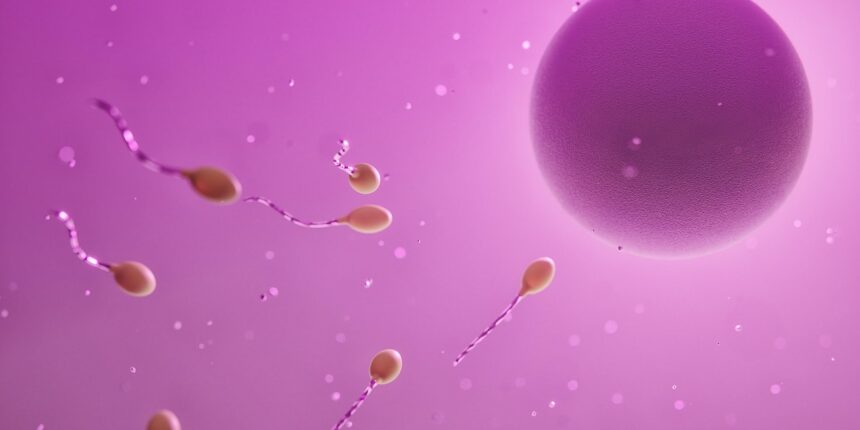 ovum, sperm, fertilization, egg cell, reproduction, ovum, sperm, sperm, sperm, sperm, sperm