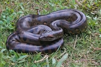 Close-up of a large anaconda in its natural habitat, illustrating the species’ giant size that has persisted fro 12.4 million years. Photo by Andres Alfonso-Rojas.