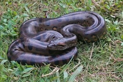 Close-up of a large anaconda in its natural habitat, illustrating the species’ giant size that has persisted fro 12.4 million years. Photo by Andres Alfonso-Rojas.