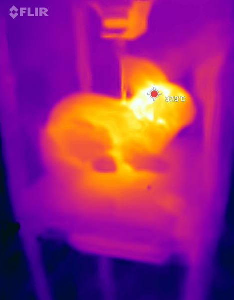 Thermal camera view of a robotic rabbit used to detect Burmese pythons in the Florida Everglades