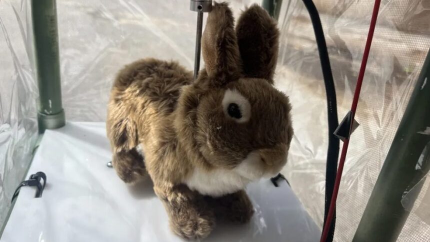 Robotic rabbit deployed in Everglades to attract and detect Burmese pythons