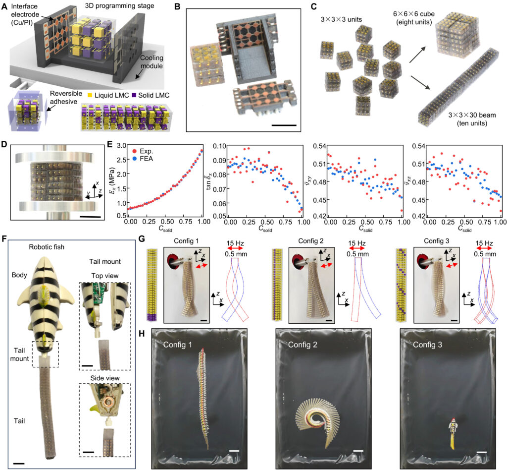 LEGO-like 3D blocks assembled into a robotic fish tail that can change shape to steer in water. in Duke University research