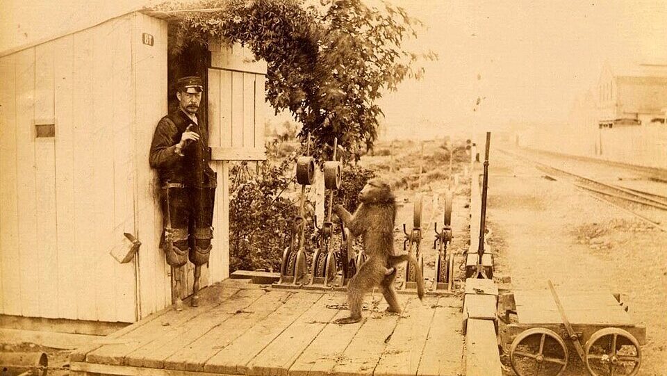 Jack the baboon standing beside the railway signal levers he operated at Uitenhage station