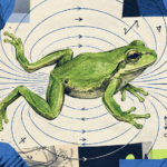 Frog floating experiment illustration