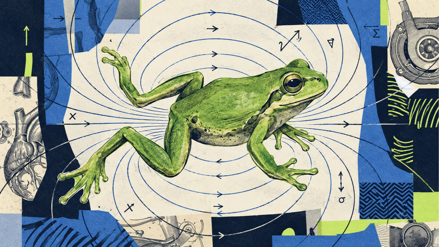 Frog floating experiment illustration